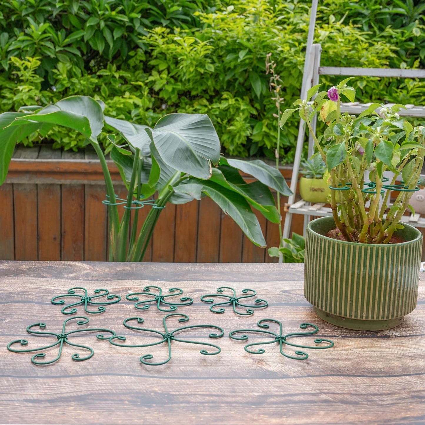Yohsnor Monstera Plant Stem Support - 5 Pack 6.5"x6.5" Green Metal Stem Stabilizers, Adjustable Ring Clamps for Indoor Plants, Fishbone Cactus, Turtle Shell Bamboo & Climbing Vines