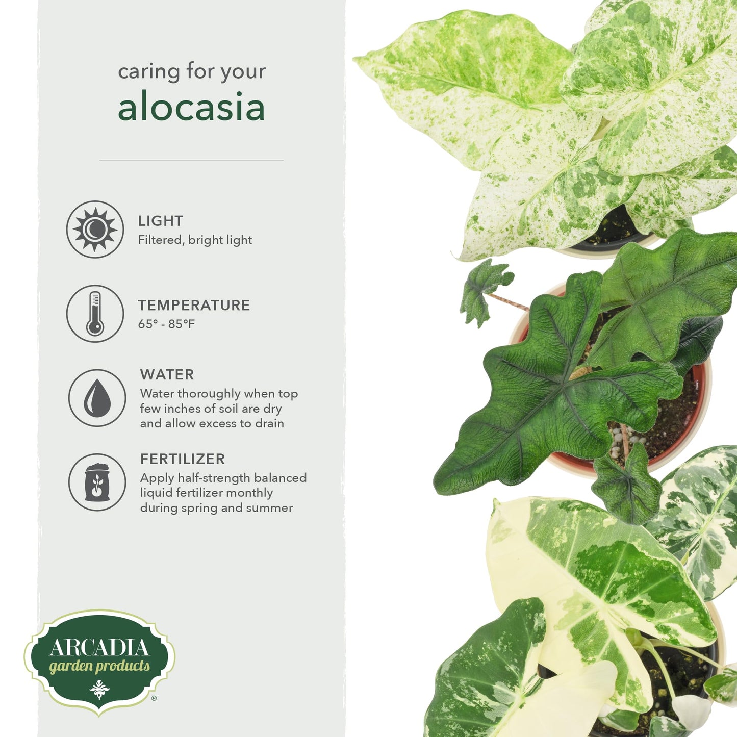 Arcadia Garden Products Live Frydek Variegated Alocasia Rare Indoor Houseplant in Plastic Pot, Tropical Plant Collector Gift for Home and Garden Decor, 4-inch, Beige
