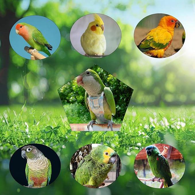 Snap-Closure Parrot Diapers with Adjustable Leash - Washable Bird Flight Suits for Cockatiels, Sun Conures & Quaker Parrots Secure & Chew-Resistant (L – Rainbow Honey Sucker/Golden Sun + 1m Rope)
