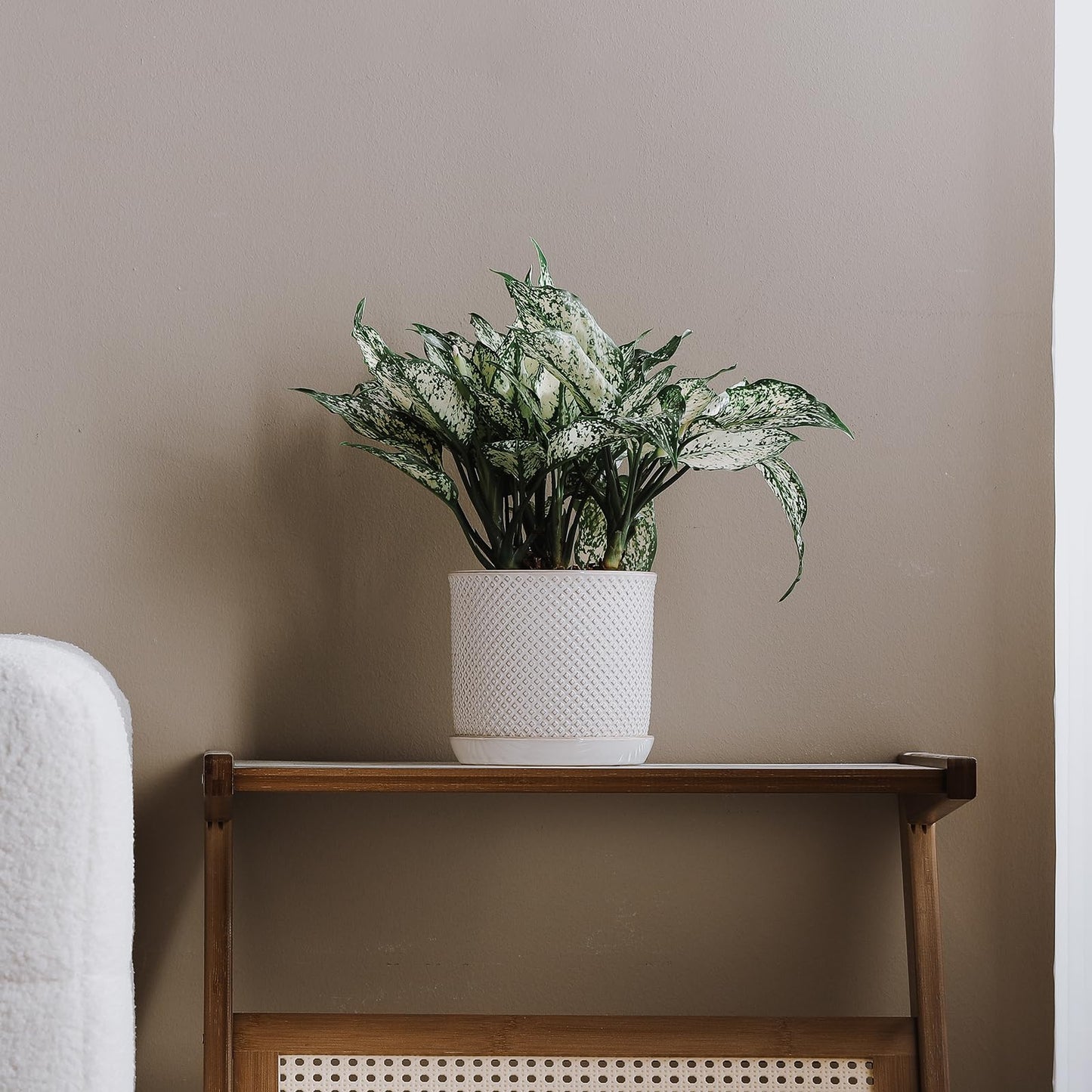 Chubacoo 5.8 Inch Plant Pot: Ceramic Planter with Drainage Hole & Saucer for Indoor Outdoor Plants - Flowerpot with Bonded Tray for Home Office - Beaded Embossed Style, Cream White