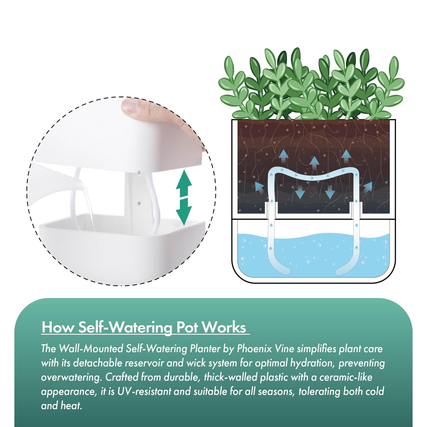 Phoenix Vine 6.5 Inch Wall Mounted Self-Watering Planter Pot for Indoor Houseplants and Herbs | Hanging Planter for Window Sills, Bathroom Walls, Home & Office Décor, White, Set of 3, 01-C-D-3
