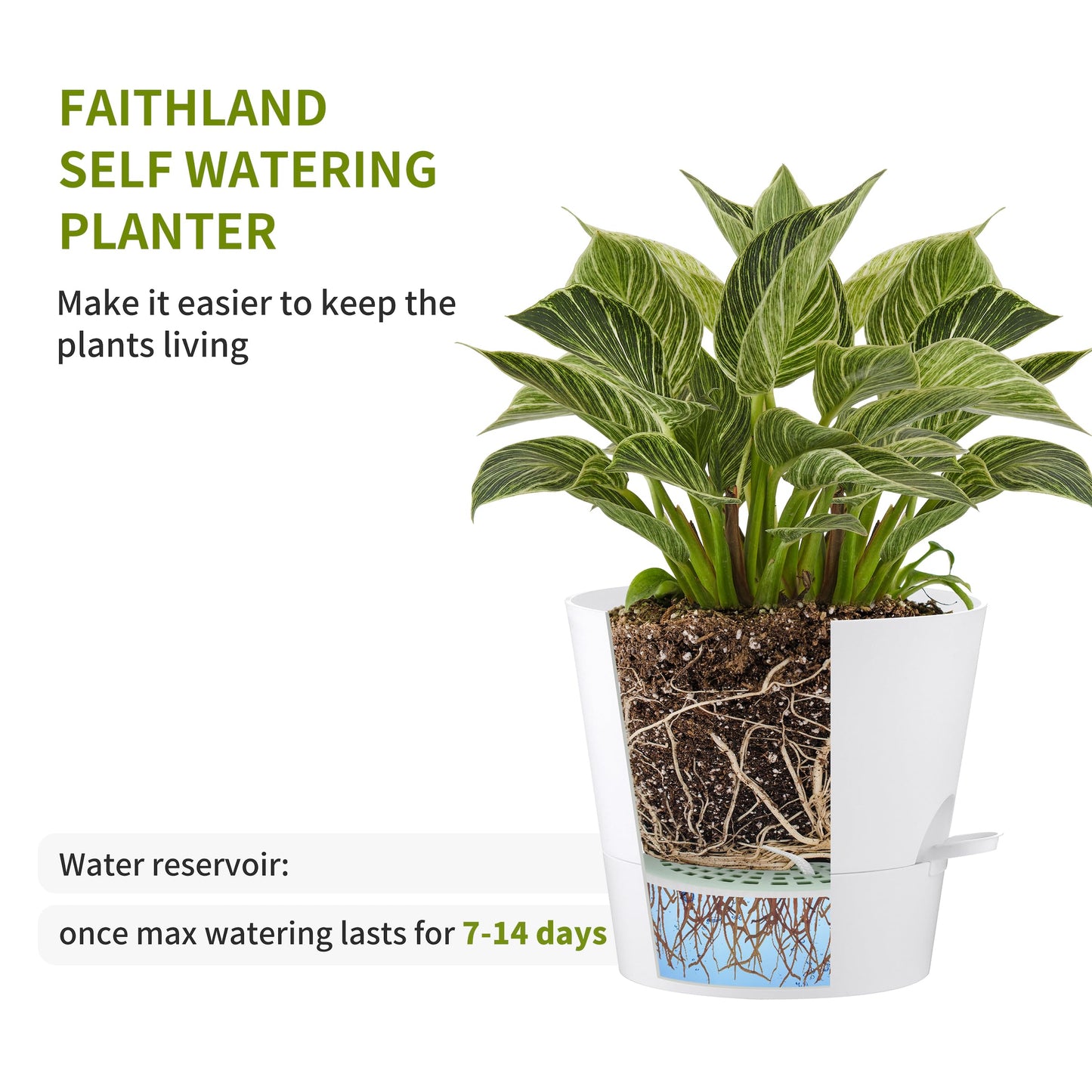 FaithLand 2-Pack 8 Inch Planter Pots for Indoor Outdoor Plants, Self Watering Flower Pots with Deep Reservoir, White …