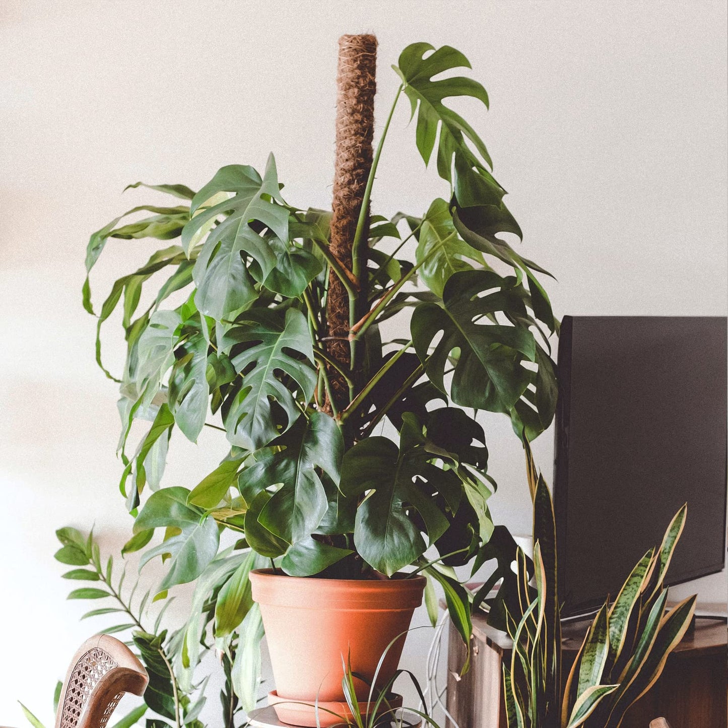 【4 Pack】 JJGoo Moss Pole, 17 inch Coco Coir Totem Poles Extending to 53 Inches, Plant Support Stick Plant Poles for Indoor Plants Climbing Plants Monstera, Sphagnum, Pothos