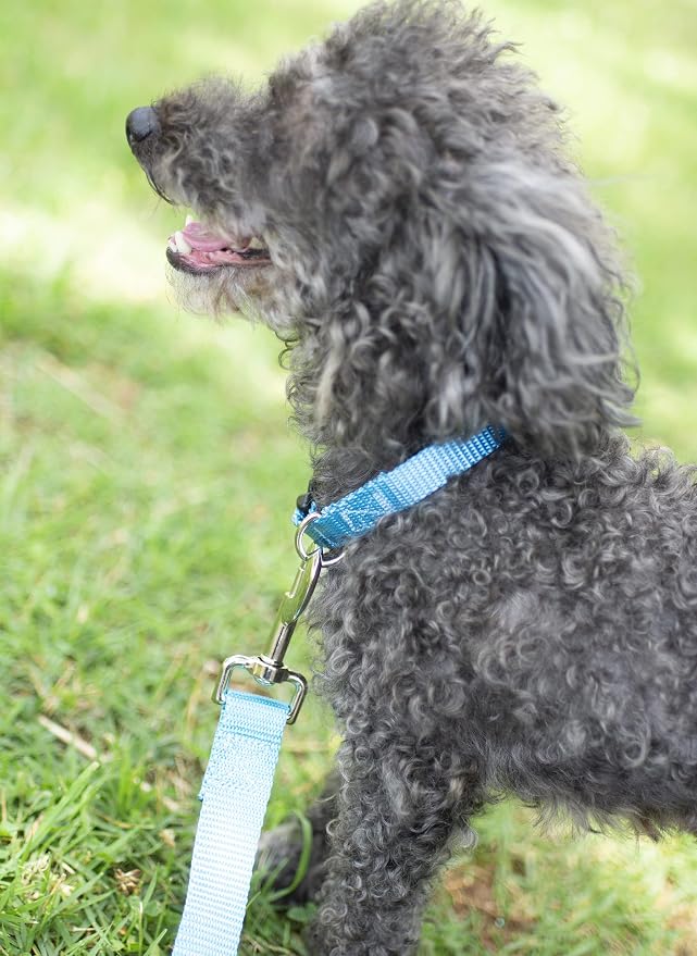 Country Brook Petz - Deluxe Nylon Dog Collar and Leash - 10+ Cool Colors (3/4 Inch, Small, Ice Blue)