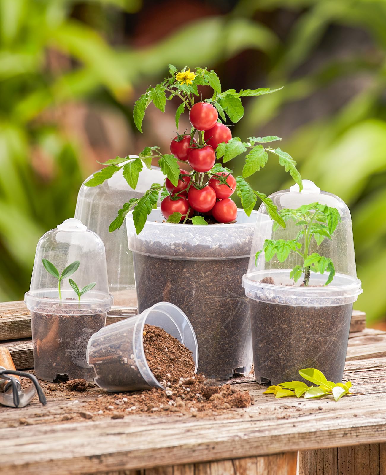 homenote Clear Nursery Pots for Plants,3 Inch Plant Pot for Planting with Humidity Domes Plastic Seedling with Drainage Holes Seed Starter Flower High Transparency (30 Pack)