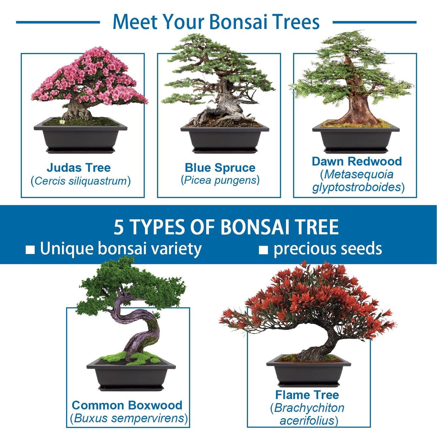 Bonsai Starter Kit, Growing Set Including Complete Gardening Tools with A Gift Box, Gifts for Women