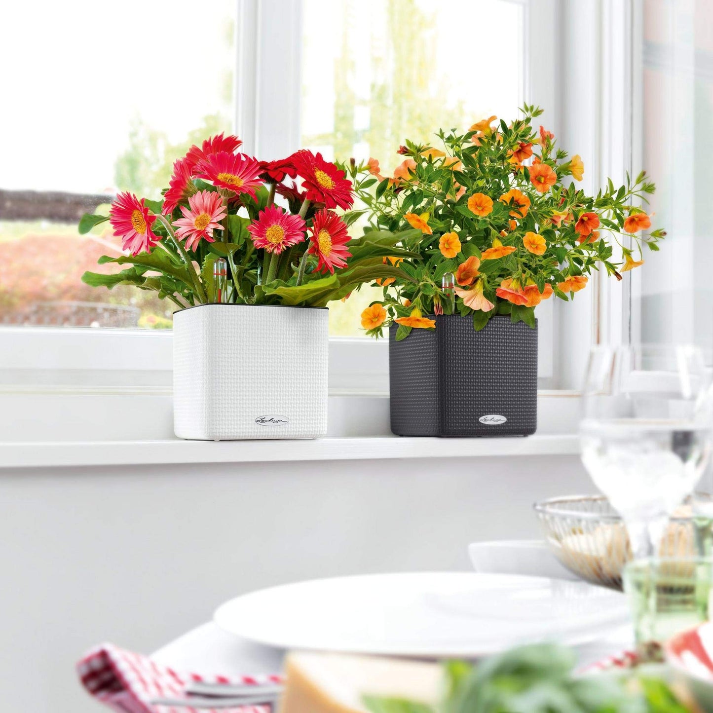 Lechuza Cube Color 16 Self Watering Plant Pot, White, 17 cm Diameterx 17 cm Width x 16 cm Height