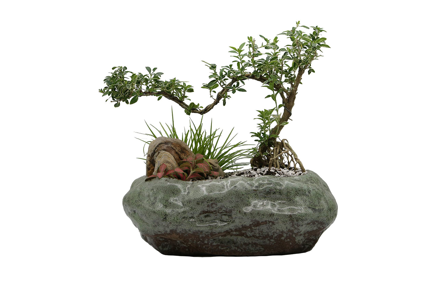 Bonsai Lotus Pot, Shallow Succulent Planter Pot, Goldfish Pot, Premium Ceramic with Decorative Copper Patina Glaze