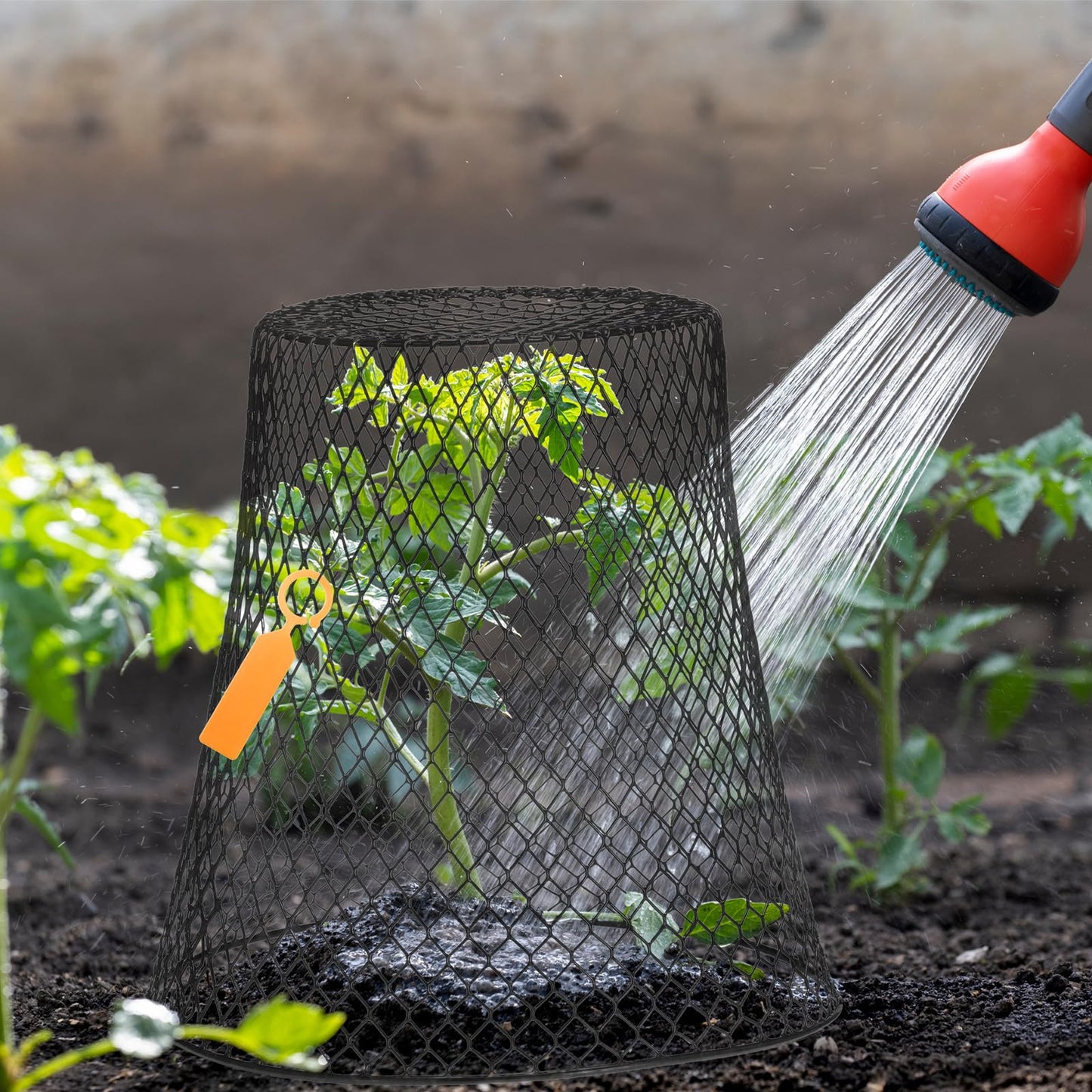 Geosar 30 Pcs 9 Inch Chicken Wire Cloche Plant Protector Cover Metal Garden Cloche Netting Protection Cages Vegetables Flowers with Garden Stakes Avoiding Chicken Rabbit Squirrels Birds (Black)