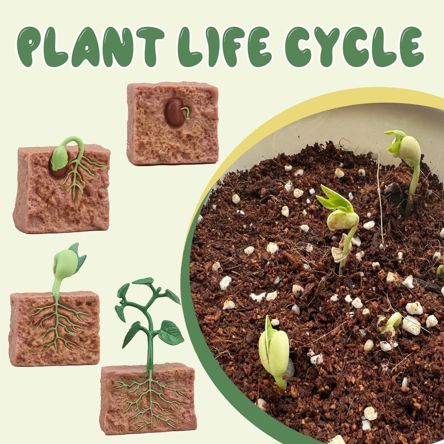 Mbrain 4 pcs Plant Growth Cycle with Flash Cards,Life Cycle Learning & Education Toys,Montessori Toys,Gift for Girl & Boy for 3 4 5 6 7 Year Old (Plant)