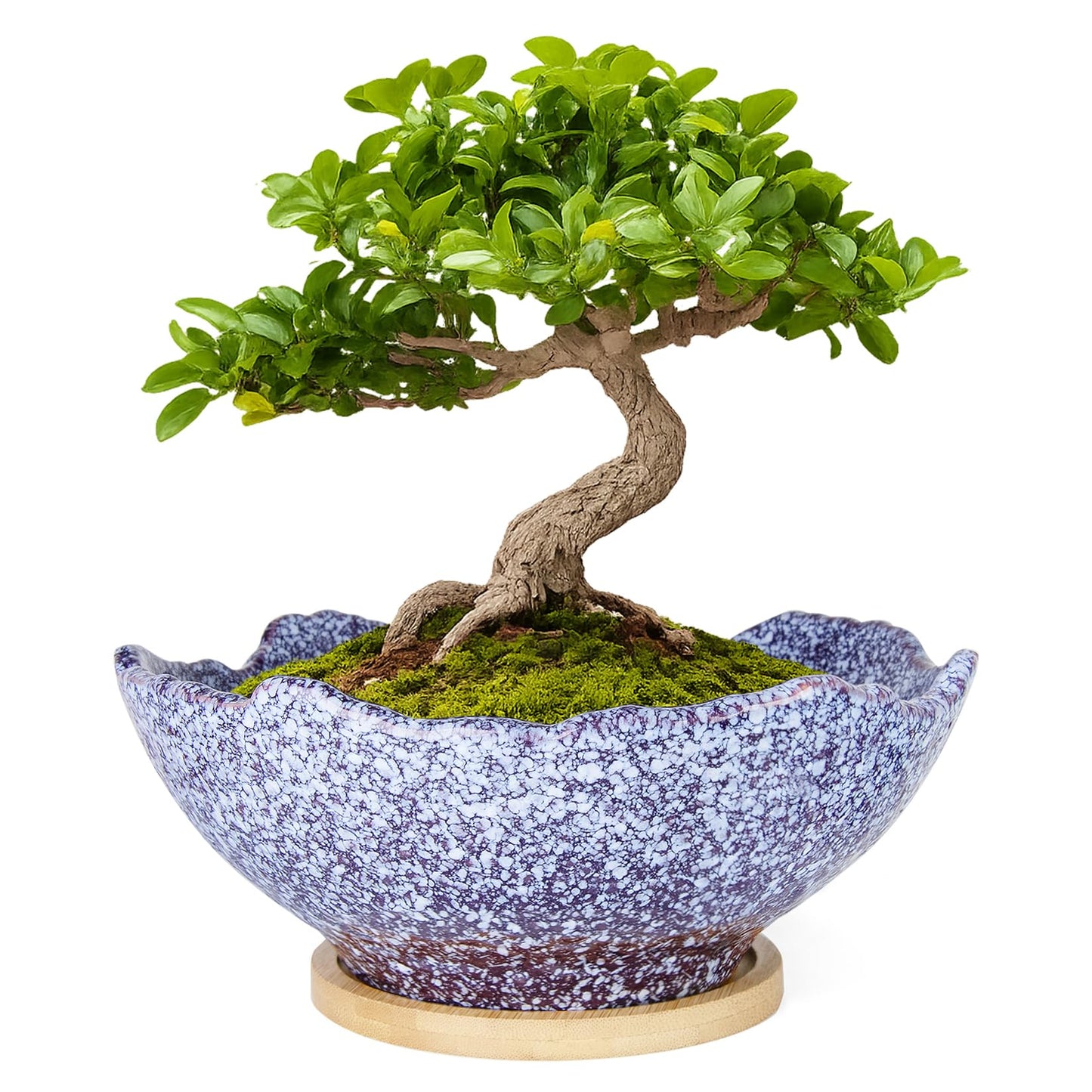 ARTKETTY Bonsai Pots - 9.06'' Ceramic Pots for Indoor Plants, Large Succulent Pots with Drainage Bamboo Tray, Unique Bonsai Tree Planters Round Cactus Flower Plant Container Bowl Home Office Decor