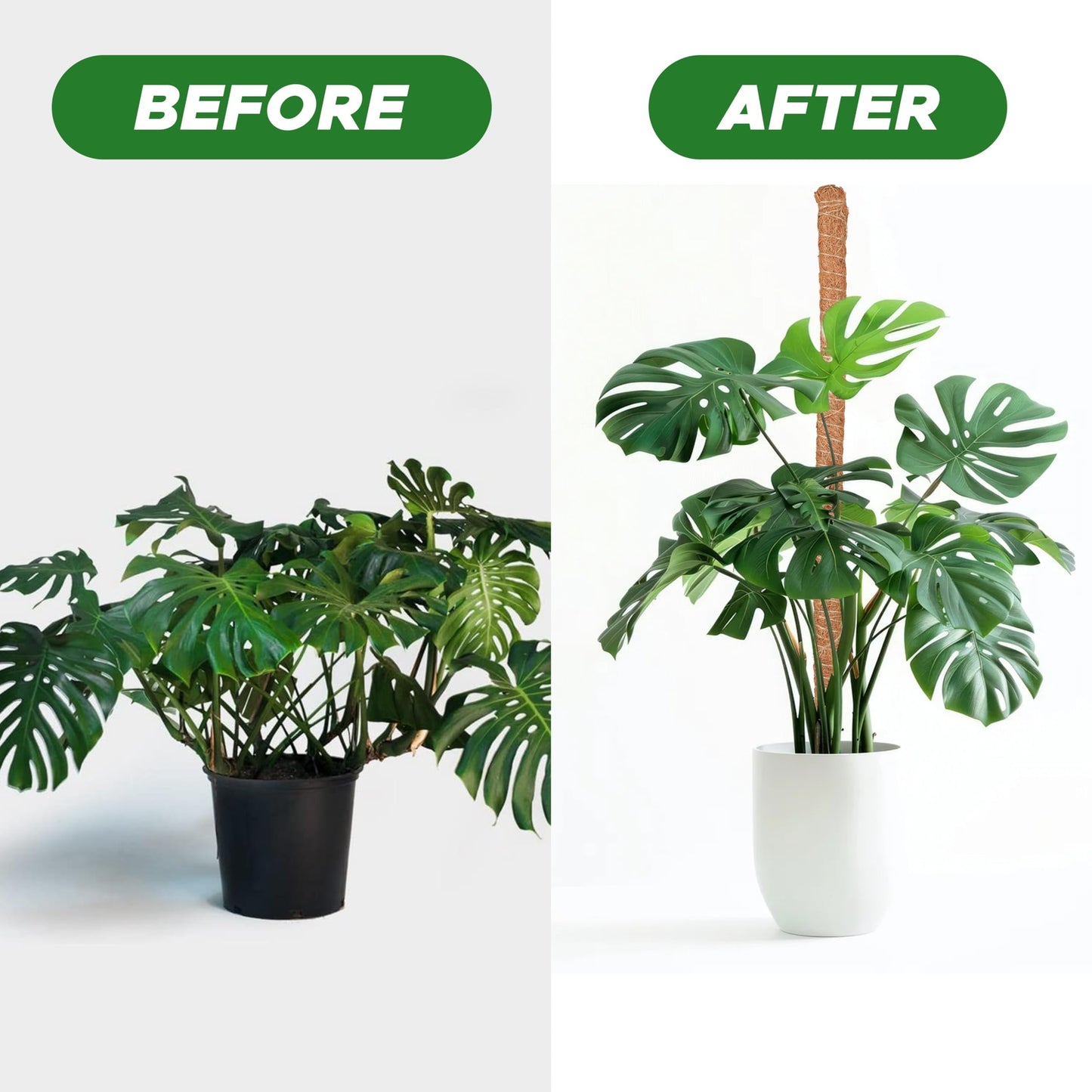 EcoNour Tall Moss Pole for Plants (1-Pack) 48-Inch | Large Monstera Plant Support for Climbing and Growth | Elevate Your Indoor Garden | Tall Plant Support for Indoor Potted Plants to Grow Upwards