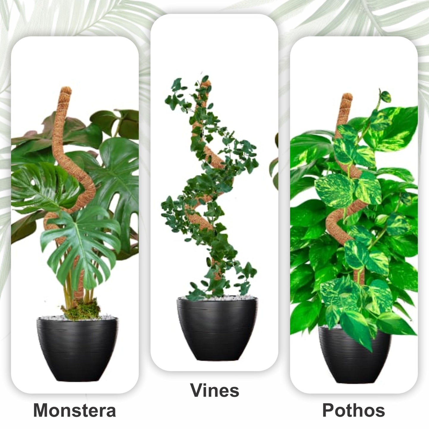 48 Inches Bendable Moss Pole Monstera Plant Support Stakes - Moss Poles for Climbing Plants, Plant Stakes for Indoor Plants - Coco Coir Pole Moss Stick for Monstera, Pothos.