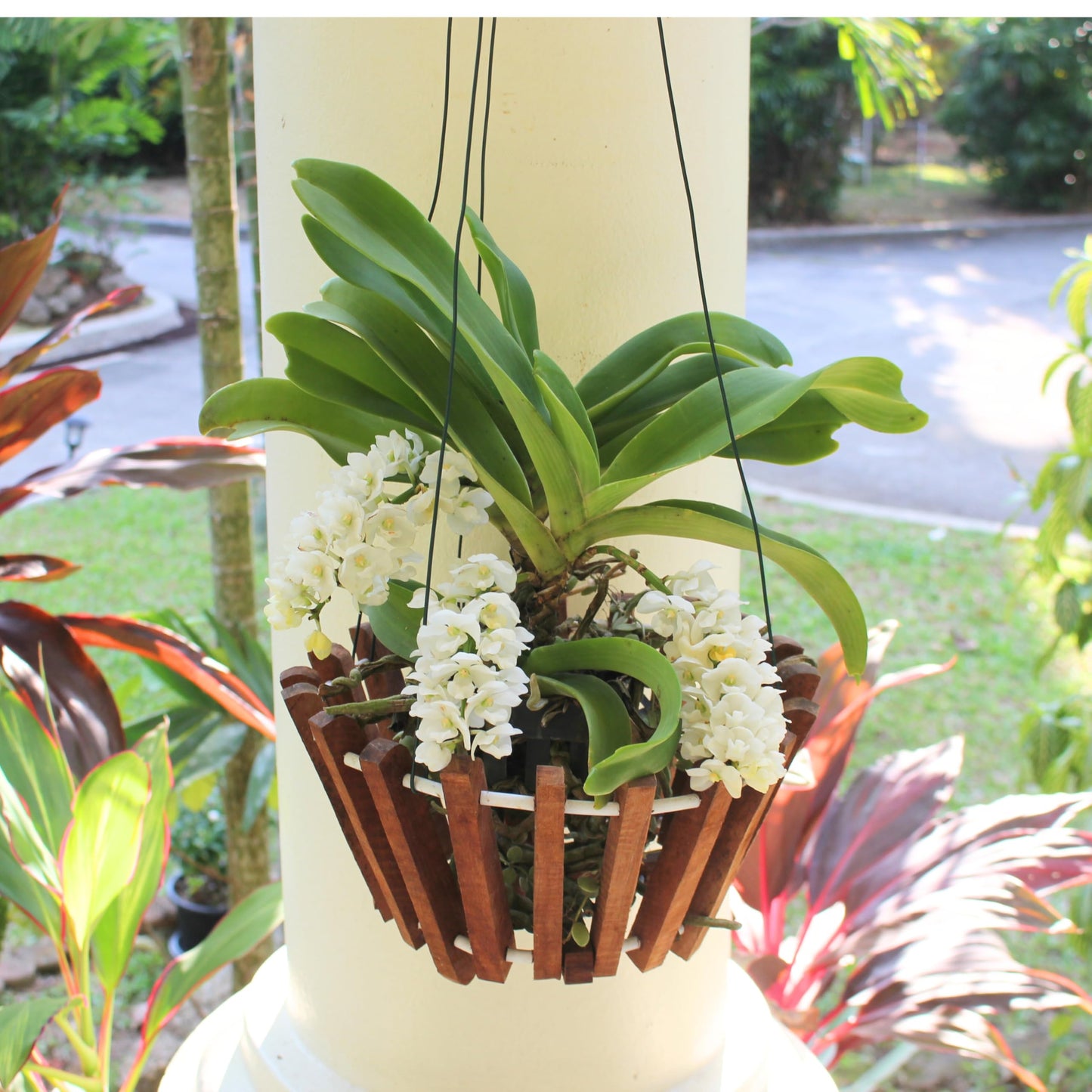DESQUIGGLE Set of 12 Hanging Wires for Orchid Baskets and Hanging Planters, 31 Inches Long with Strong Steel Hooks and Covered in Light Green Plastic
