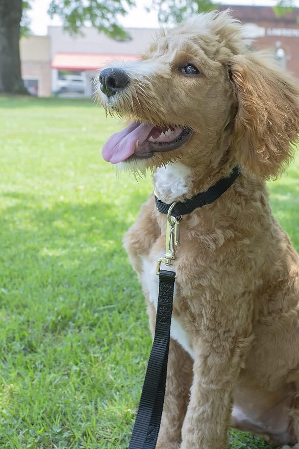 Country Brook Petz - Everyday Nylon Dog Collar and Leash - 10+ Cool Colors (1 Inch, Extra Large, Black)