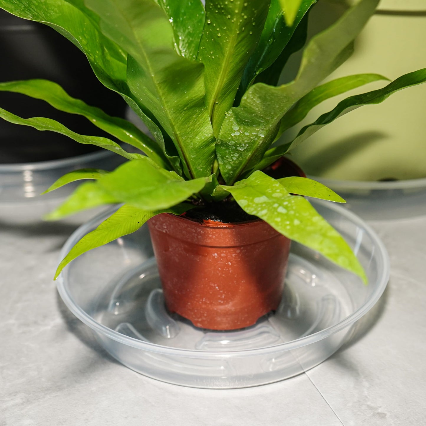 MSKIAUO 2 Packs Plant Saucer Pot Tray, 14 inch Clear Flower Planter Saucers and Drip Trays, 13 inch Plastic Flower Planter Saucers for Indoors Outdoors, Heavy Durable Plant Plate Water Catcher