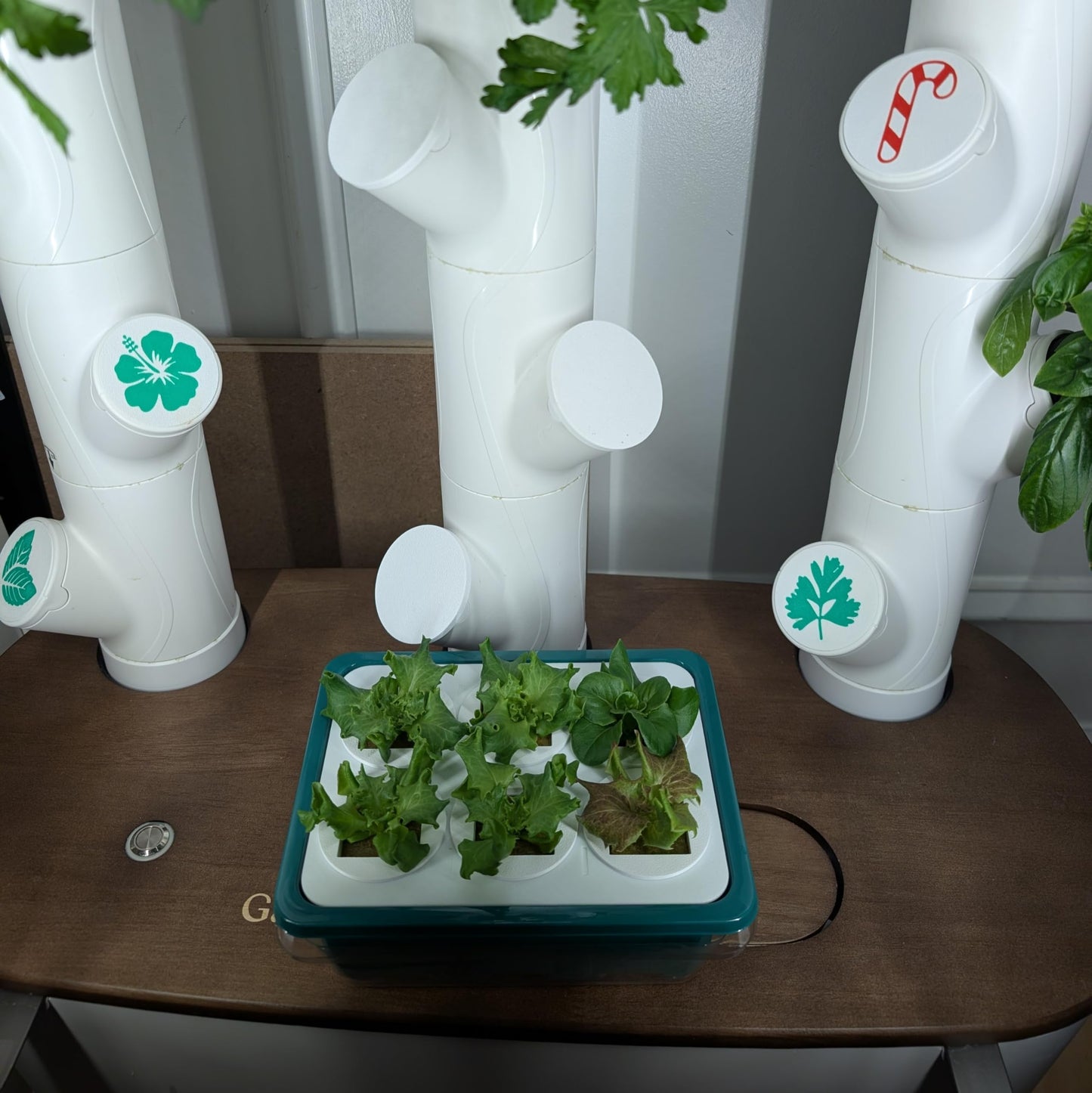 Grow Cubes for Hydroponic System/Grow Cubes Compatible with Gardyn (Seed Starter Nursery + w/Rockwool)