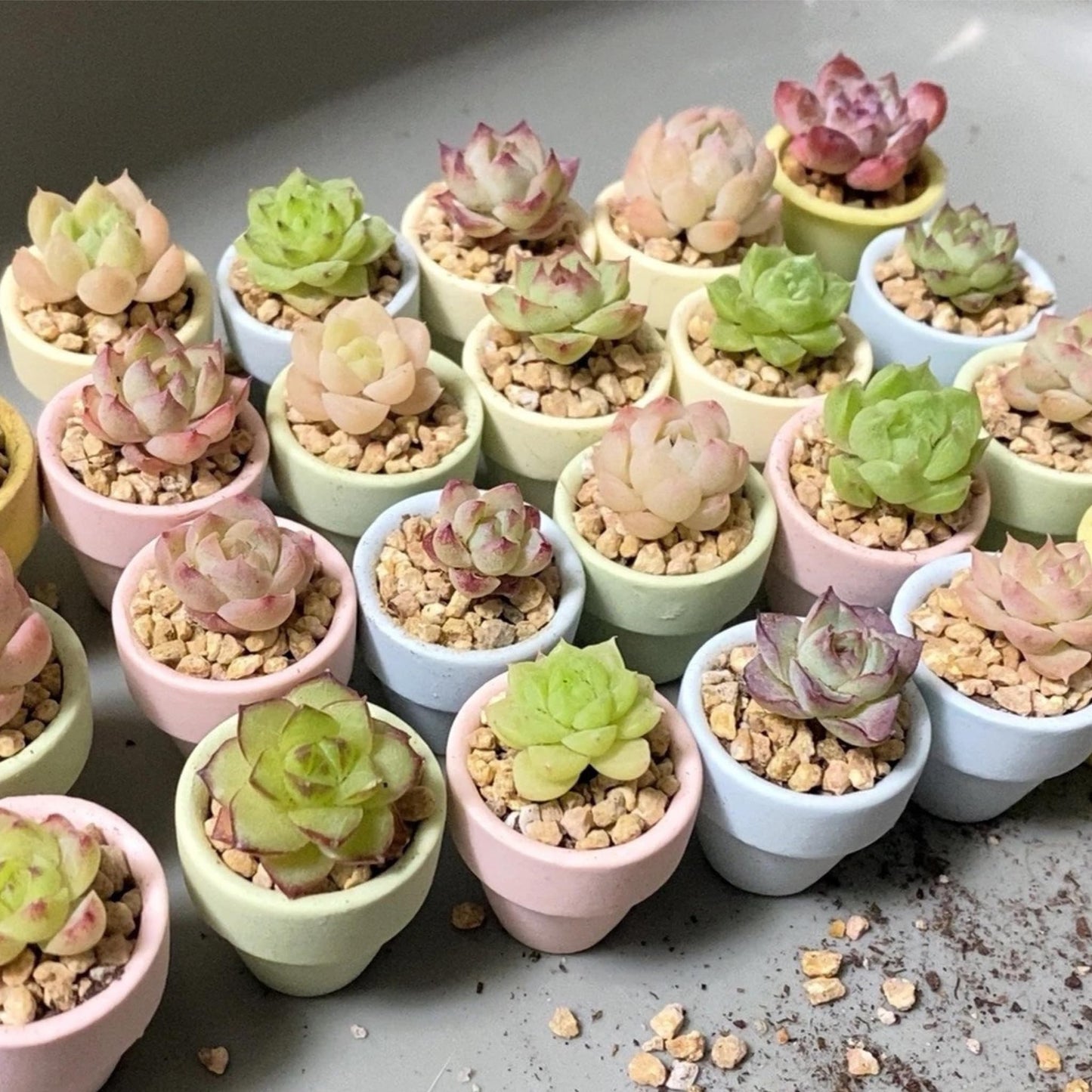 Yuvori Mini Pastel Terracotta Pots for Micro Gardens – 30 Pack, 1.1” Tiny Breathable Clay Planters, Macaron Colors, for Moss, Fairy Gardens, Dollhouses, and Succulents (Blue, 1.1 Inch)