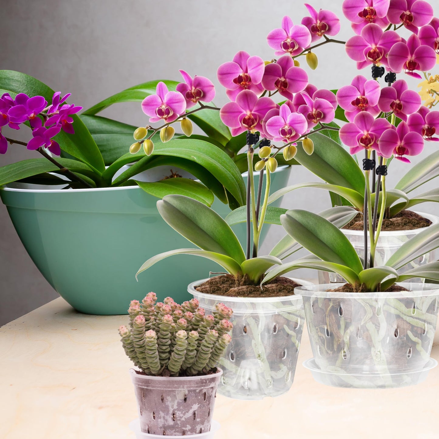 AUGXIXI Orchid Pots, 5.7 Inch 10Pcs Clear Orchid Pots with Holes and Saucers, Plastic Plants Flower Nursery Orchids Drainage Indoor Planter for Planting Repotting