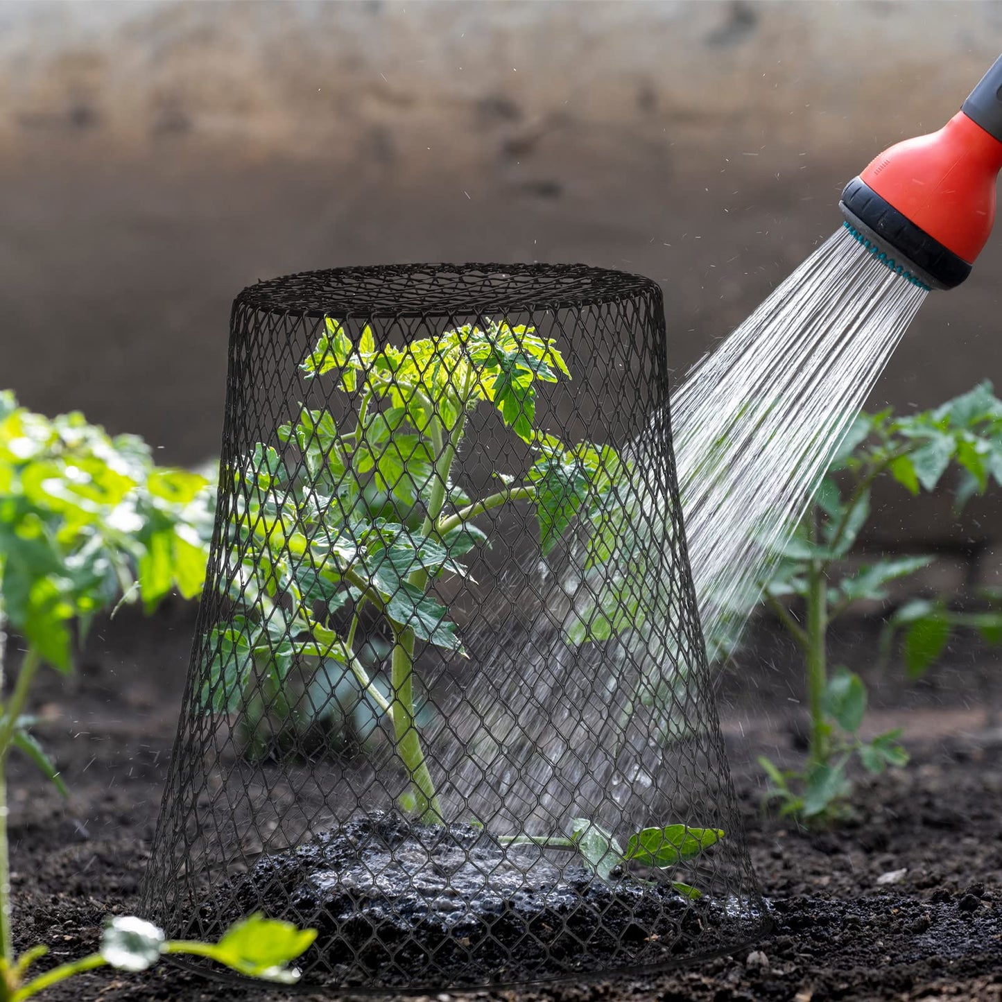 Geosar 20 Pcs 9 Inch Chicken Wire Cloche Plant Protector Cover Metal Garden Cloche Netting Protection Cages Vegetables Flowers with Garden Stakes Avoiding Chicken Rabbit Squirrels Birds (Black)