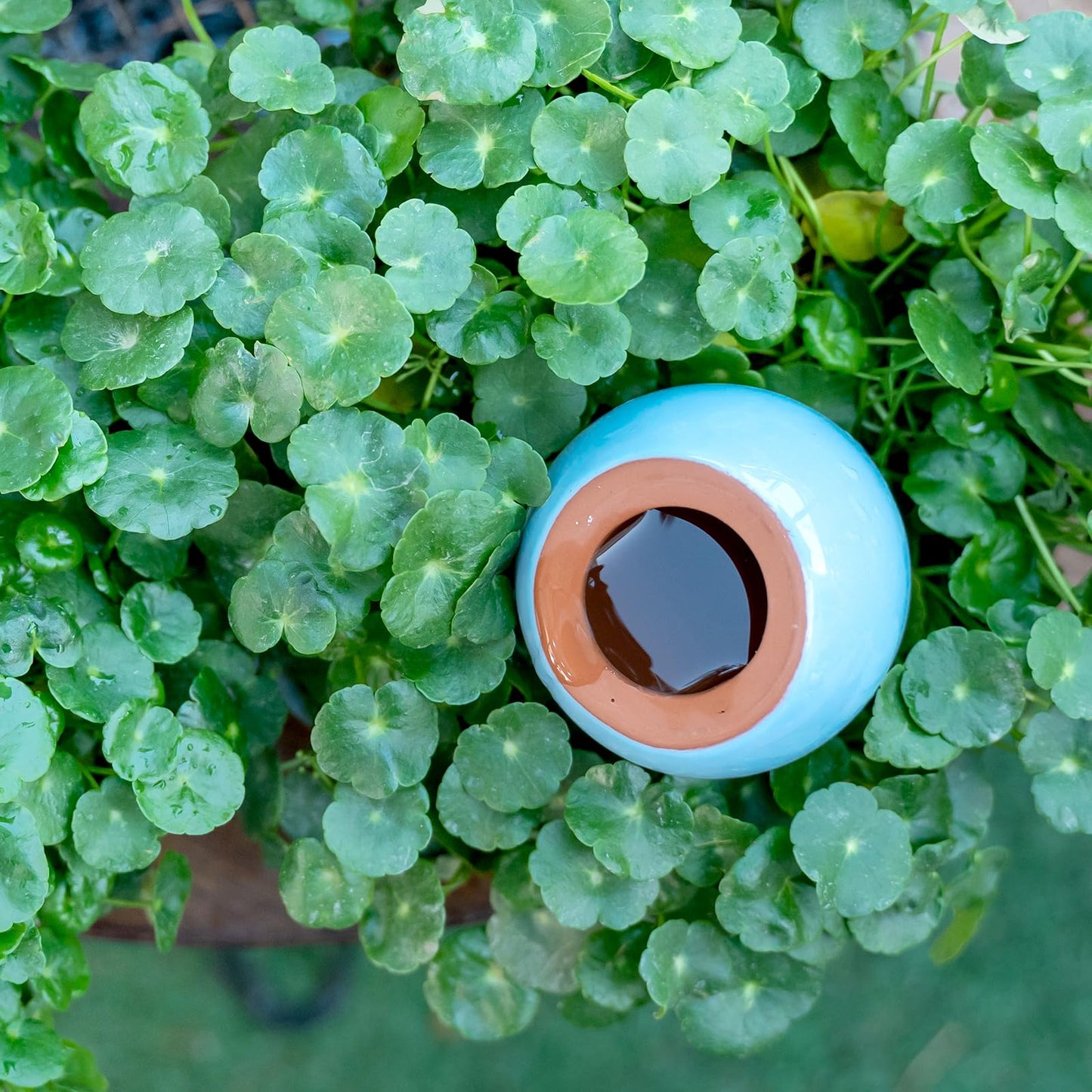 MOUGIGI 4-Pack Self Watering Planter Insert - 2 Blue and 2 Green Ceramic Watering Globes for Indoor Plants, Terracotta Bulbs, and Small Plant Pots - 300ml Capacity, 1 Weeks Autonomy