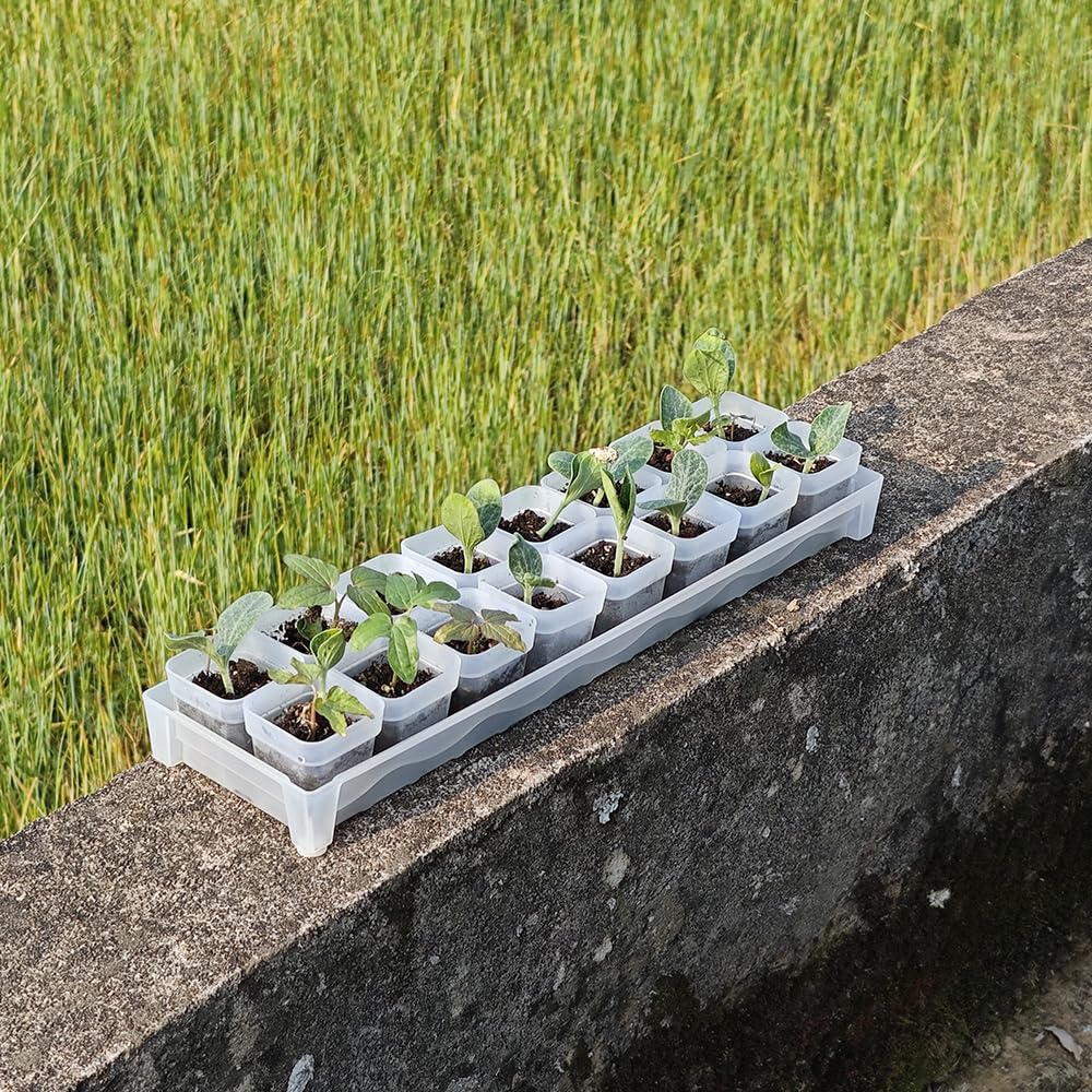 BangQiao 200 Pack 1.95 Inch Tiny Clear Plastic Square Nursery and Seedling Pot, Mini Transplant Seed Starter Planter with Drain Hole for Germination, Herb, Succulent
