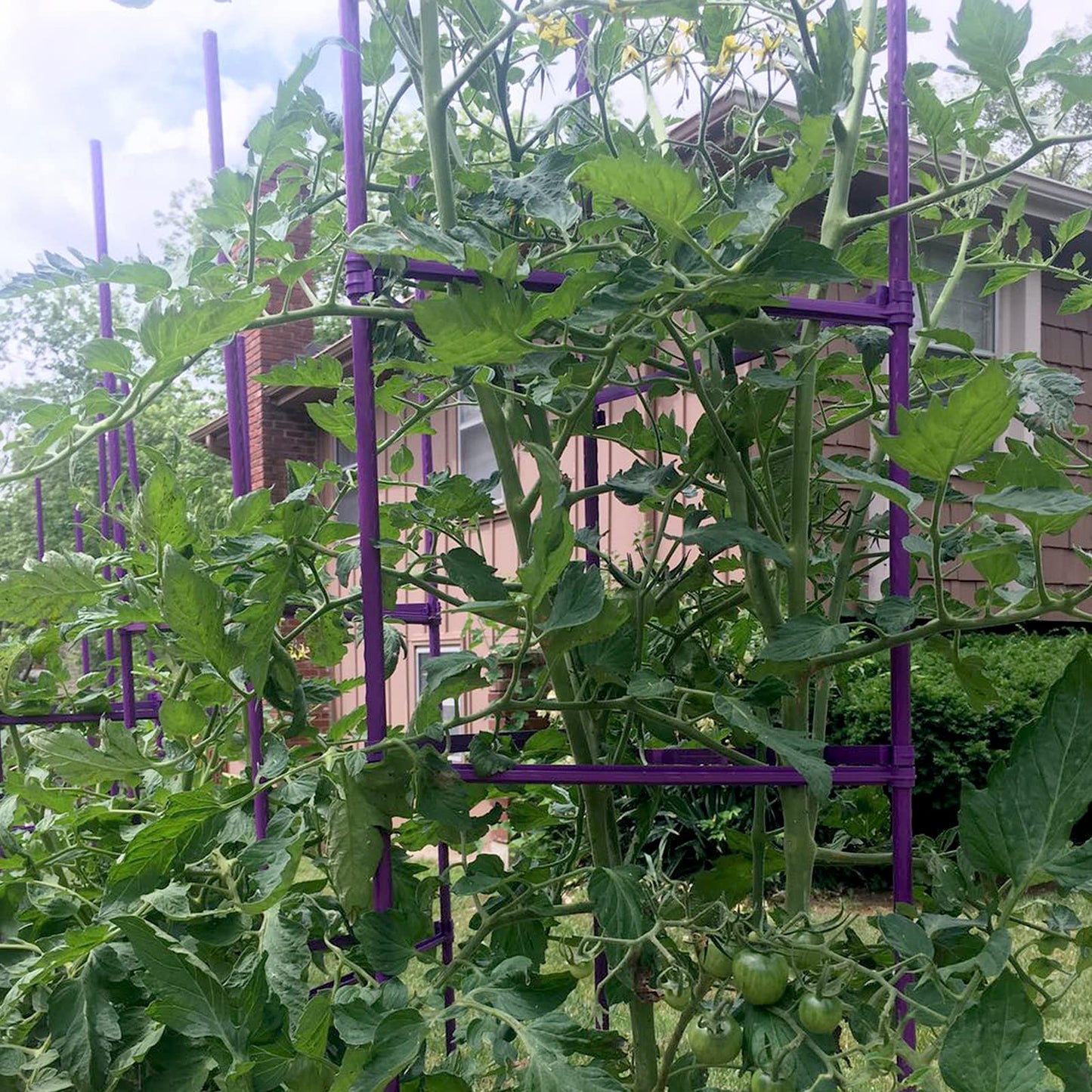 NO Splicing - 5ft Tall Tomato Cage 6-Pack Large Tomato Stakes Garden Plant Stakes Climbing Suports, 40 Clips and Plant Ties Include, Purple