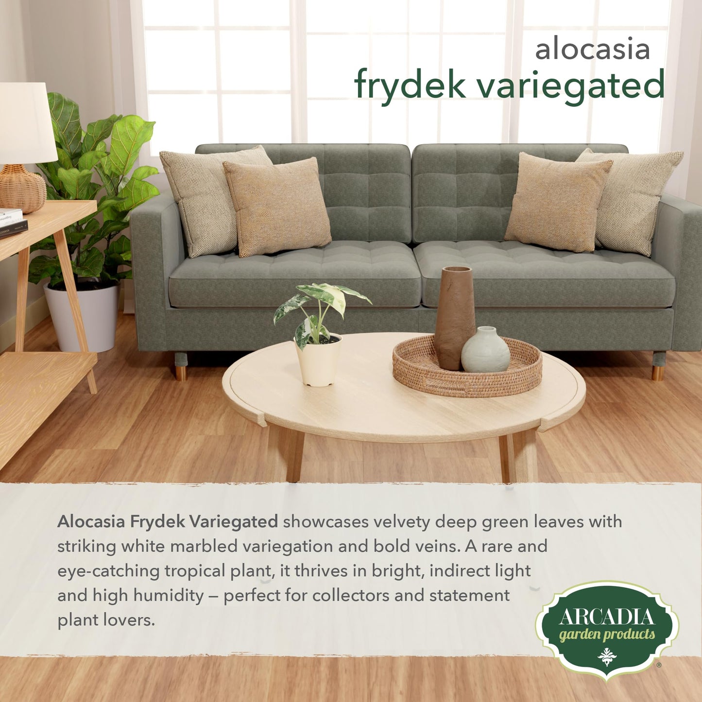 Arcadia Garden Products Live Frydek Variegated Alocasia Rare Indoor Houseplant in Plastic Pot, Tropical Plant Collector Gift for Home and Garden Decor, 4-inch, Beige