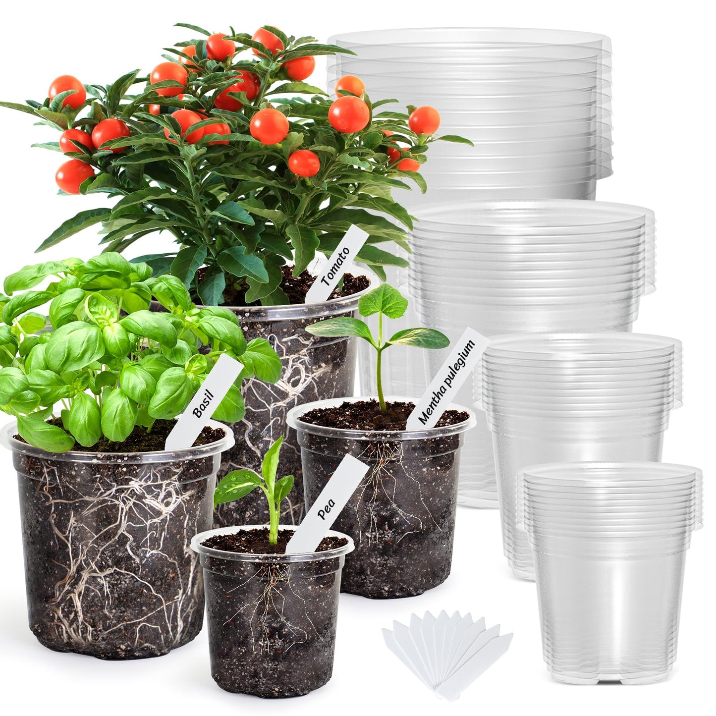 The Bundle of Bonviee 5 Packs Seed Starter Tray and Bonviee 36 Packs Variety Sizes Clear Nursery Pots with Drainage Holes
