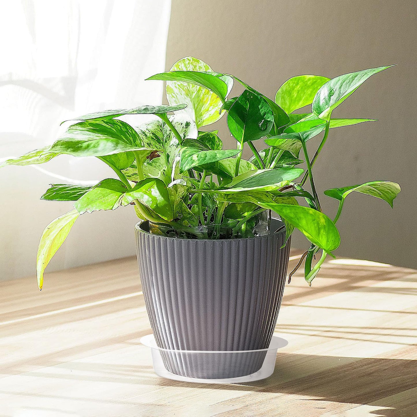 Tofficu 50 Pack 6 Inch Clear Plant Saucers, Plastic Drip Trays for Potted Plants, Flower Pot Tray Water Catcher, Indoor Outdoor Planter Drainage Plate to Protect Floors and Furniture
