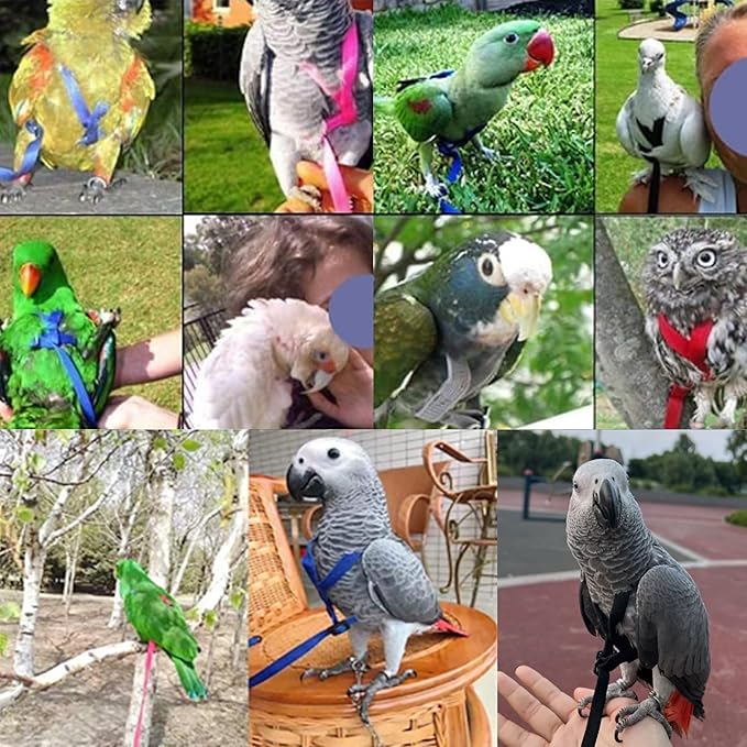 2 pcs Pet Parrot Bird Harness and Leash, Adjustable Training Design Anti-Bite, Outdoor Flying Training Rope Kit for Bird Parrots Fits Birds Chest Between35-62cm /13.78-24.41inch - L (Black)