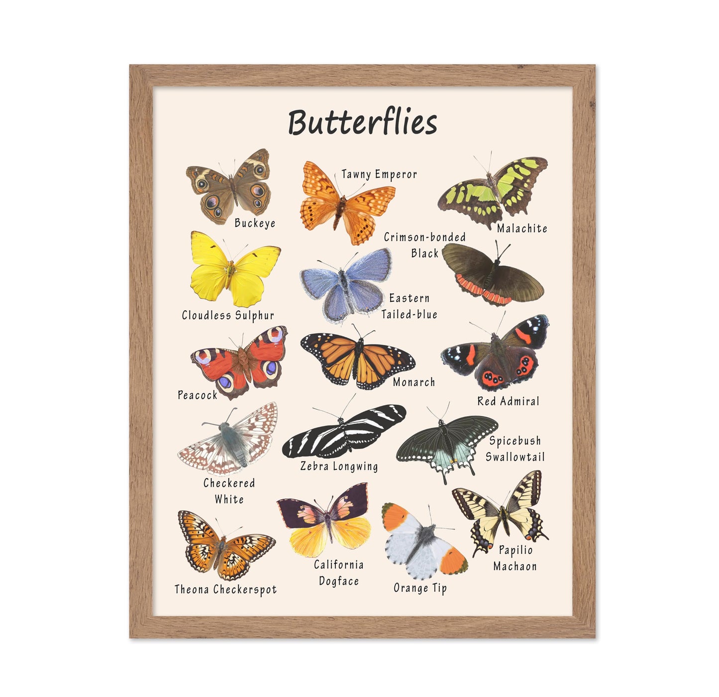 Poster Master Butterfly Print - Animal Poster - Learning Materials Art - Educational Wall Design - Gift for Students & Teacher - Decor for Classroom, Library or Nursery - 11x14 Beige Framed