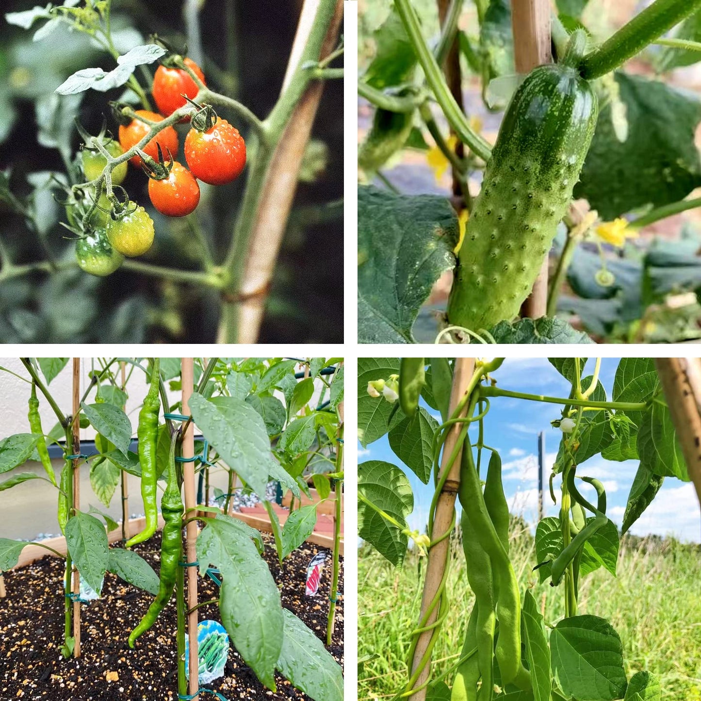 COLOtime Bamboo Stakes 6FT Garden Stakes Plant Stakes for Outdoor Climbing Plants Poles Support Mini Tree Vines Pole Beans Cucumber 20 Pack