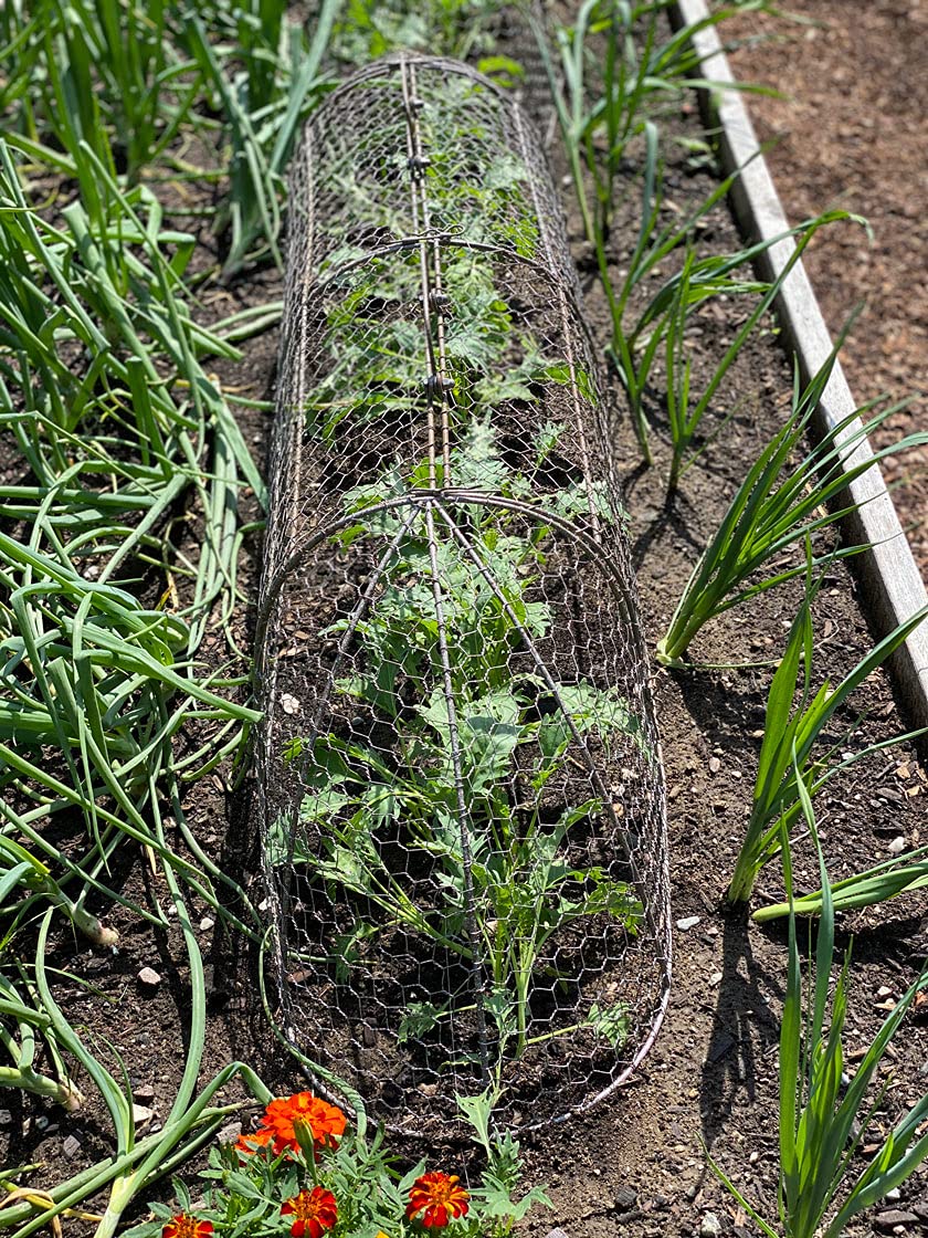 Gardener’s Supply Company Chicken Wire Cloche Garden Plot Plants Cover Protector | Sturdy Arch Metal Tunnel Cage Flowerbeds and Seedlings Garden Protection from Wild Animals | (3-in-1 Set) Extra Large