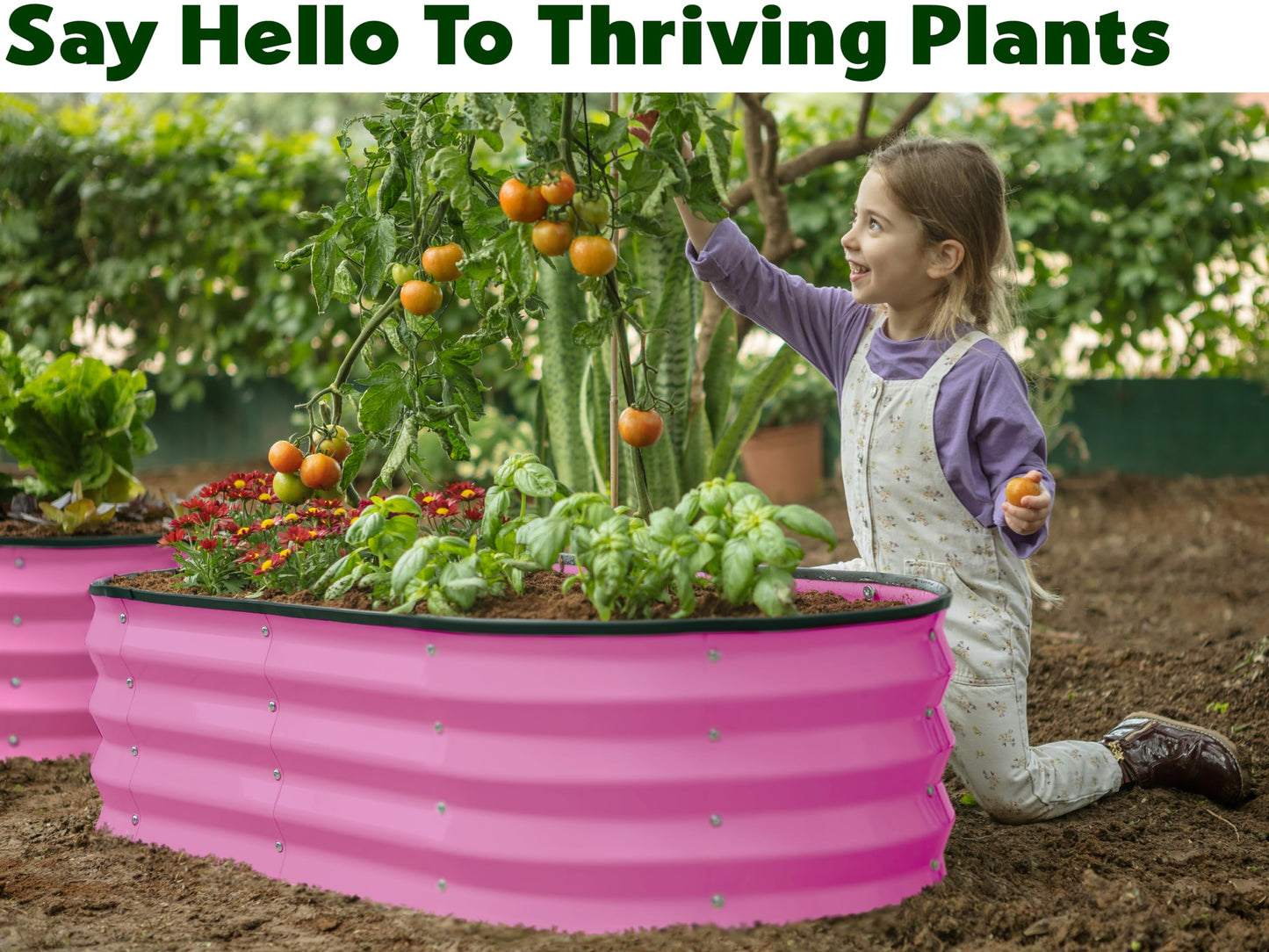 Plant & Plot Galvanized Raised Garden Beds Outdoor // 4×2×1 ft Planter Raised Beds for Gardening, Vegetables, Flowers (Pink) // Large Metal Garden Box