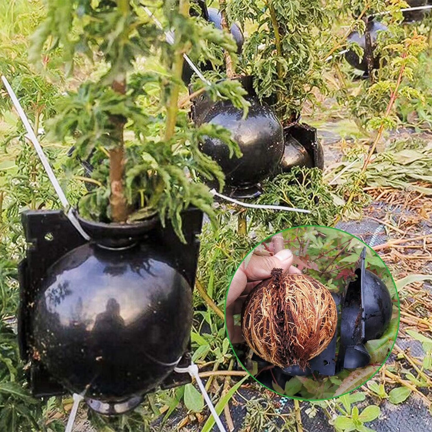 20 PCS Propagation Stations Air Layering Pods, Reusable Rapid Root Plugs Air Layering Propagation Kit Grafting Tool Take Root Box Plant Propagation Ball Tree Grafting Supplies Plant Root Growing Box