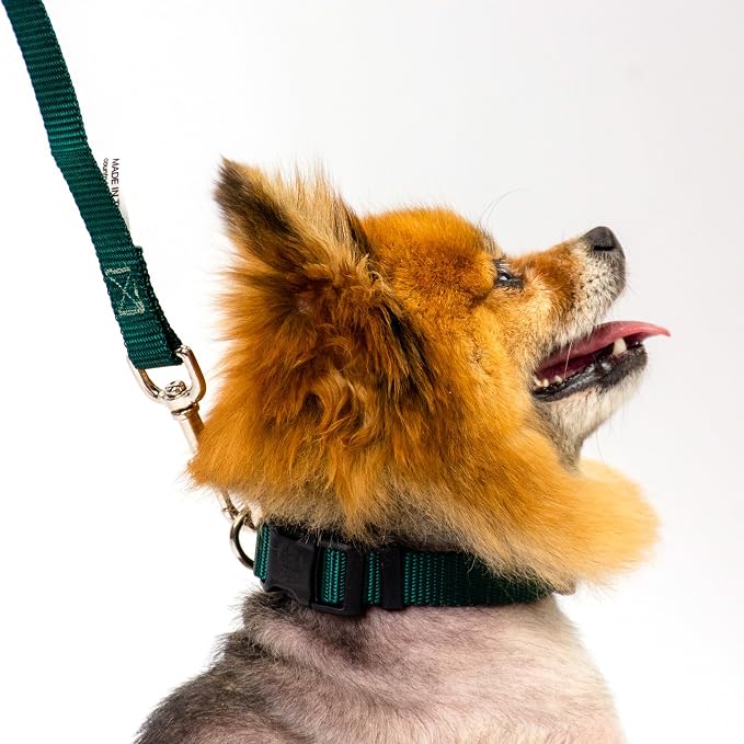 Country Brook Petz - Everyday Nylon Dog Collar and Leash - 10+ Cool Colors (3/8 Inch, 2XS, Green)