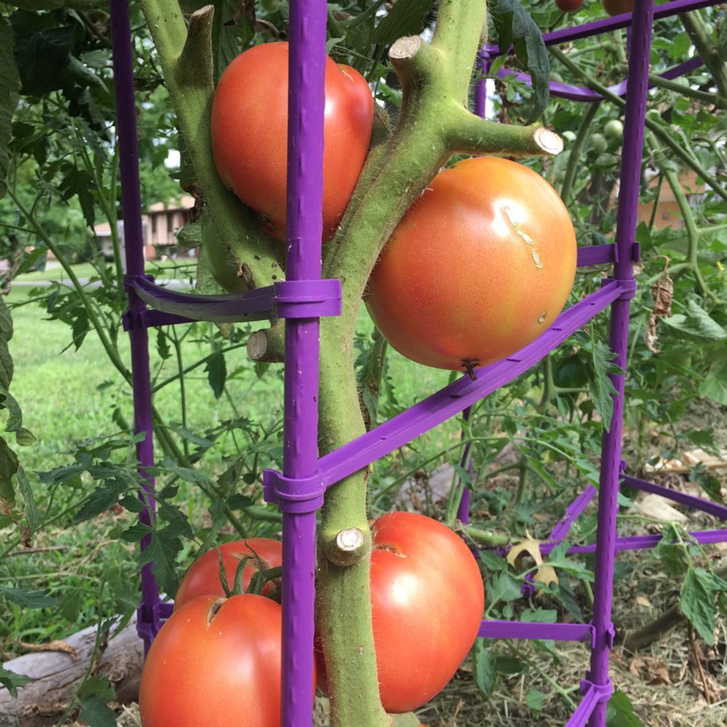 NO Splicing - 5ft Tall Tomato Cage 6-Pack Large Tomato Stakes Garden Plant Stakes Climbing Suports, 40 Clips and Plant Ties Include, Purple