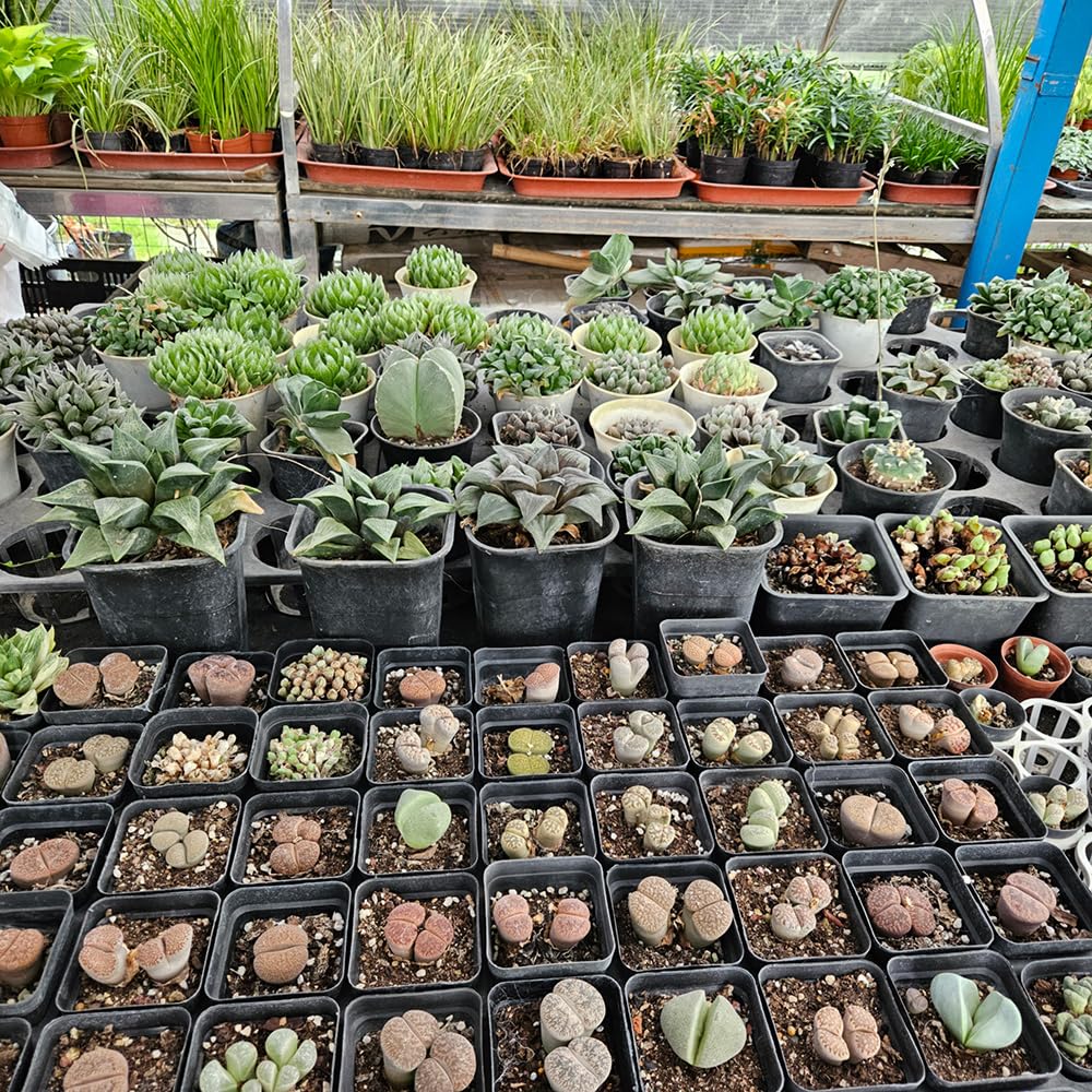 BTPLASTIK Small Plant Pots 3.5 Inch, 120 Pcs Nursery Pots with Drainage Holes, Durable Plastic Succulents Pots for Seedlings, Cuttings (Black)