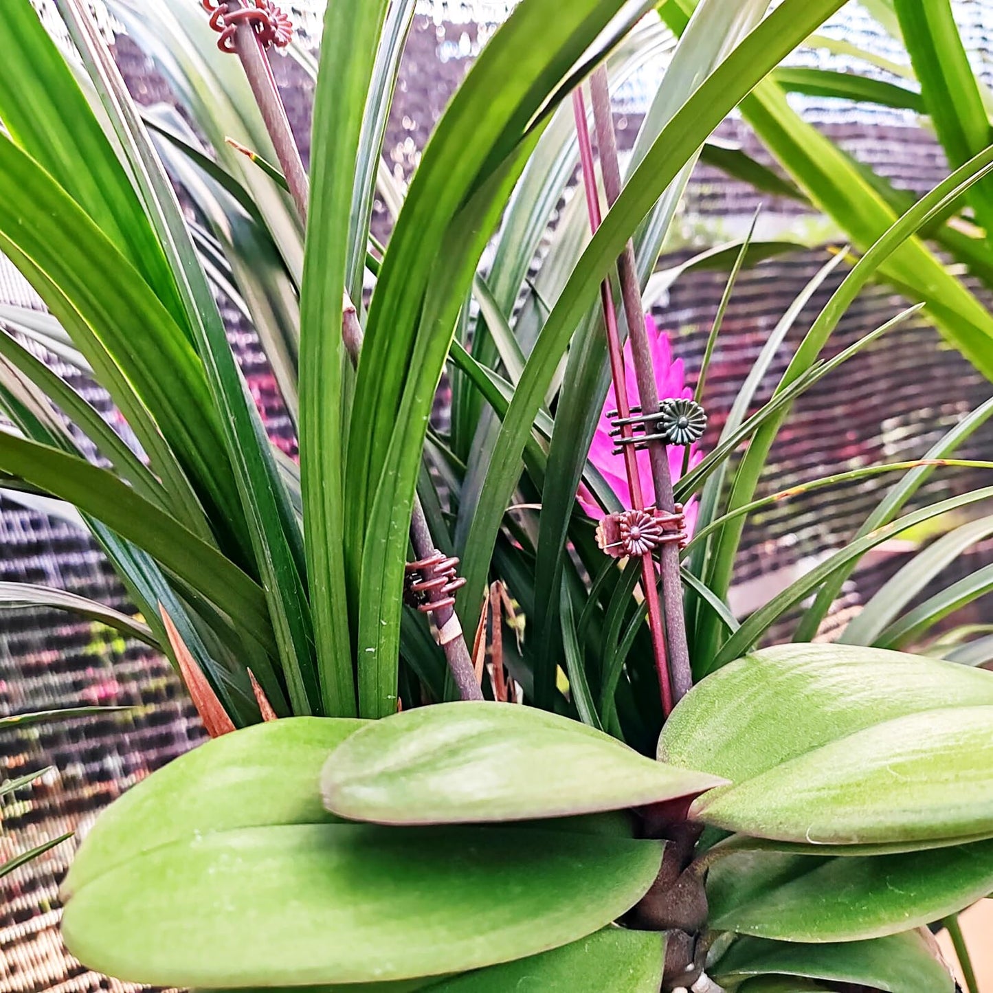 GXXMEI 400PCS Orchid Clips for Plants Support - Dark Green, for Small - Middle Climbing Plants Vine Plants & Single Stem Plants