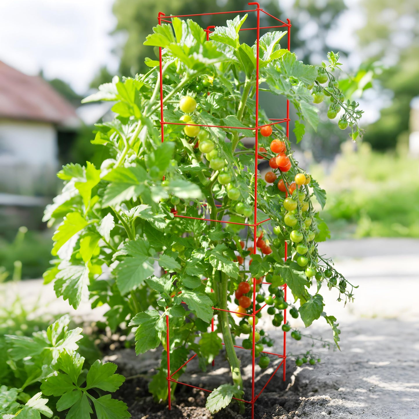 Thealyn Tomato Cages 6 Packs 57 Inches (H) Plant Stand with 164 Feet Twist Ties, Heavy Duty Garden Plants Support for Tomatoes, Cucumber, and Other Climbing Plants (Red)