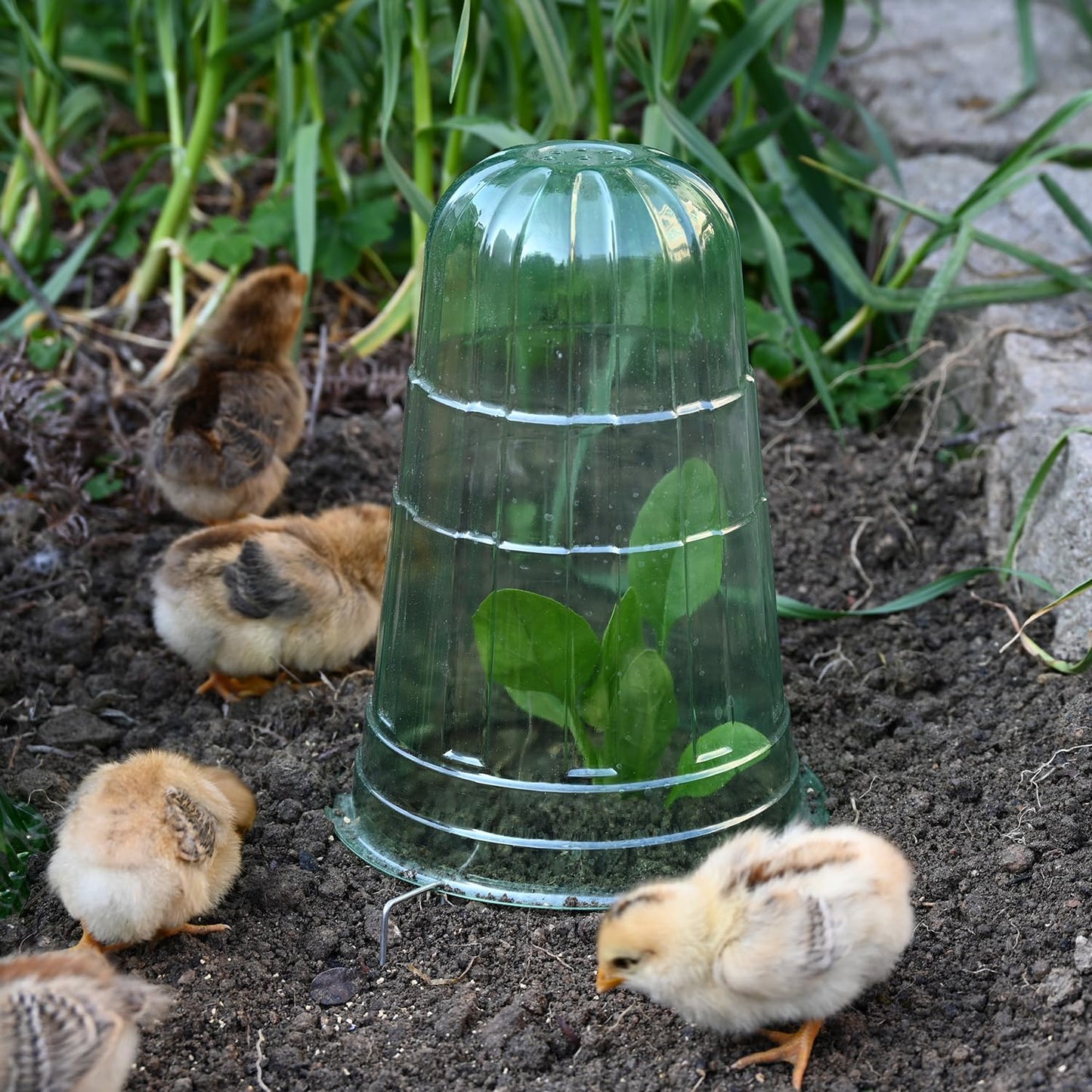 JUSUFU 10 Pack Garden Cloches for Plants, Reusable Bell Plant Protector, Garden Protection from Animals Snails Birds Chickens Insect, 9.85" H X 7.3" D (Green)