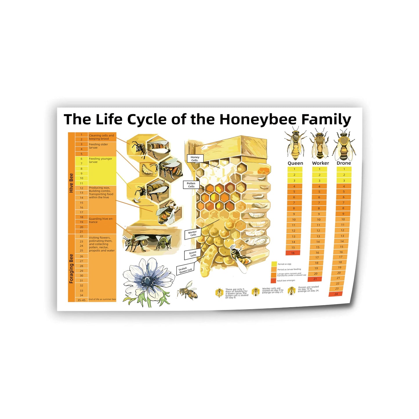 Honeybee Life Cycle Educational Poster Bee Family Development Chart for Classroom, Homeschool & Beekeeping Enthusiasts Canvas Print 24x16inch(60x40cm) Unframe-Style