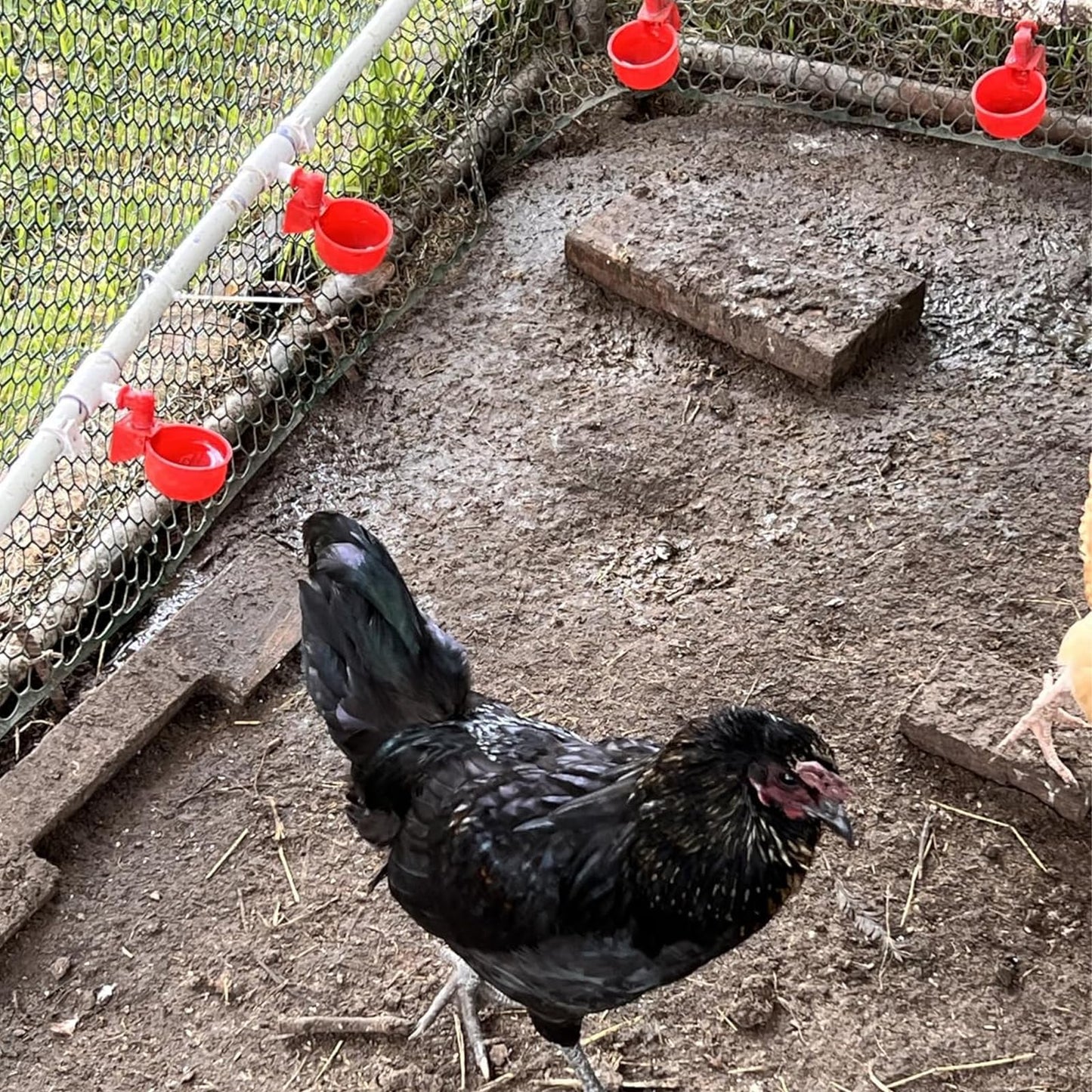 Automatic Chicken Watering System with 1/2" PVC Pipe and Chicken Waterer Cups, Stainless Steel Hose, Leak-Proof and Easy-Assembly Chicken Waterer Feeder Kit for Coops