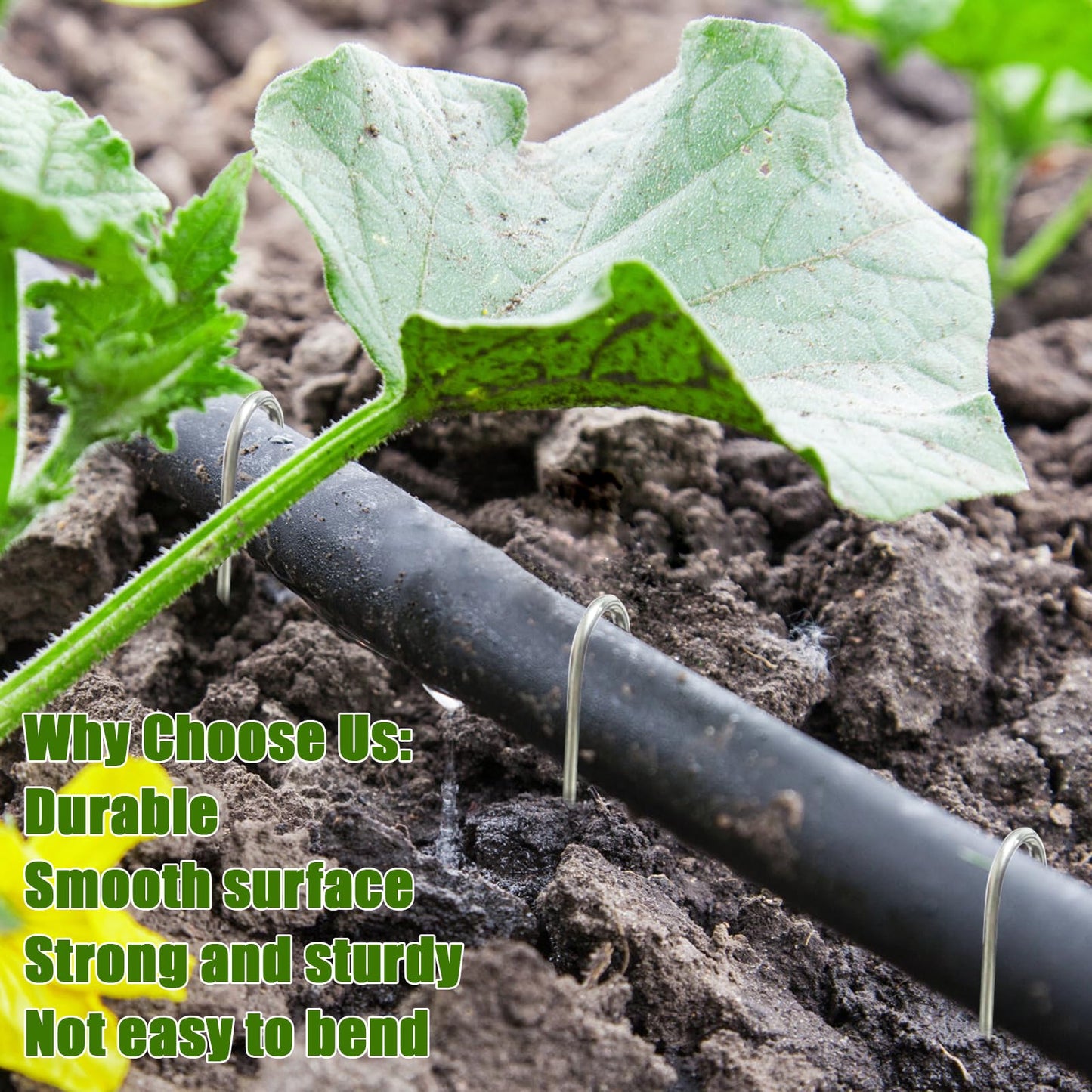 Agolctry 100Pcs Irrigation Drip Tubing Landscape Staples J Shape Garden Stakes 5 Inch Landscaping Staples Lawn Pins for Drip Tubing (Designed to Hold Drip Tubing Up to 1/2"" Diameter), Sliver