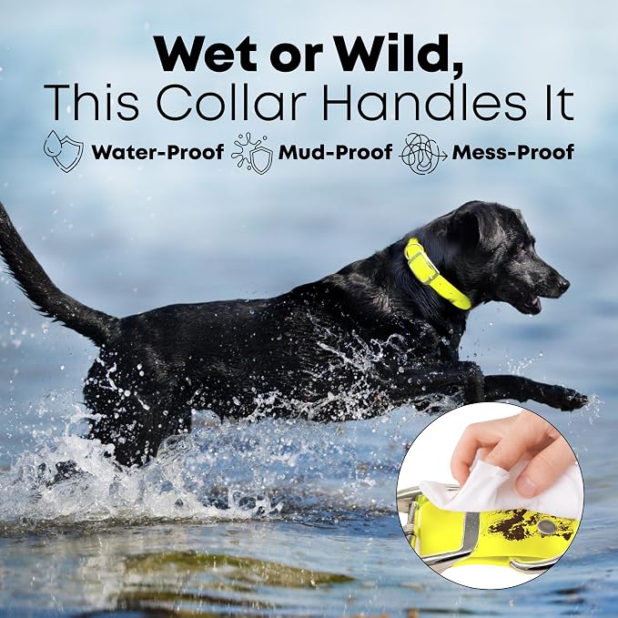 Regal Dog Products Medium Yellow Dog Collar with Heavy Duty Double Buckle & D Ring | Vinyl Coated, Custom Fit, Adjustable Biothane Dog Collar Chew Resistant Waterproof Collar for Dogs