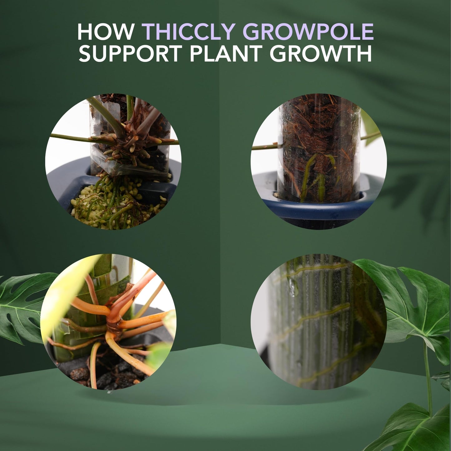 THICCLY Medium GrowLid 5 Pcs (Royal Blue) - Self Watering Clear D-Shaped Plastic Moss Pole Hydroponics Growing System Kratky Hydroponic Kit Moss Pole Monstera Plant Support Philodendron and Anthuriums