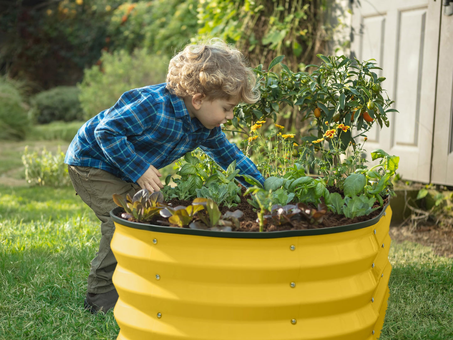 Plant & Plot Galvanized Raised Garden Beds Outdoor // 4×2×1 ft Planter Raised Beds for Gardening, Vegetables, Flowers (Yellow) // Large Metal Garden Box