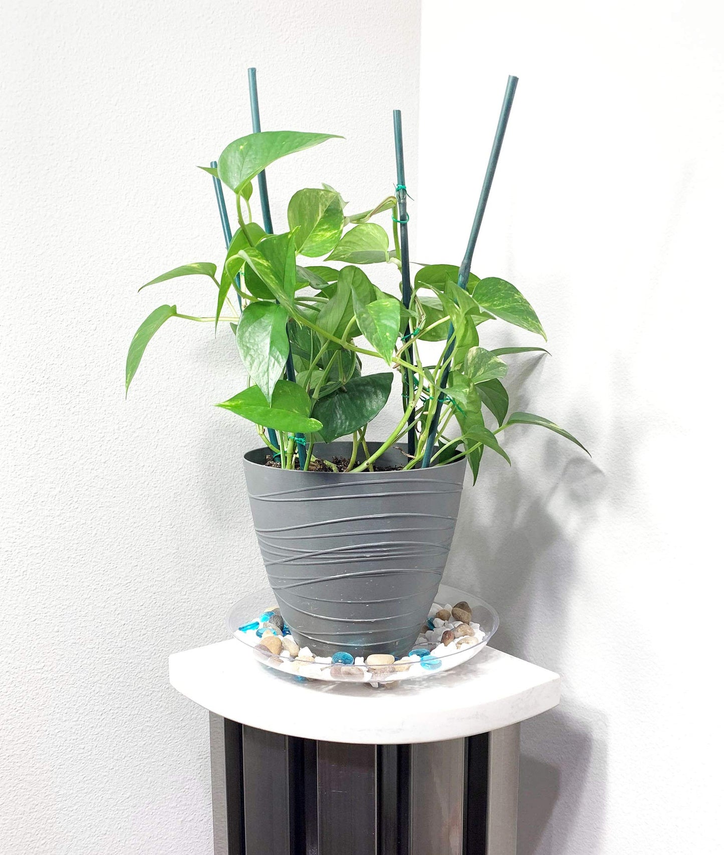 ILUVUMOREI 2 Pack of 12 inch Clear Round Plant Saucer, Thicker Plastic Tray for Indoor, Durable Flower Pot Planter Saucers with Multiple Support Footing Designed for Improved Airflow.