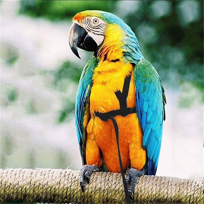 Bird Harness, Adjustable Bird Leash Pet Training Supplies Anti-bite Outdoor Flying Nylon Rope for Conures Budgerigar Lovebir